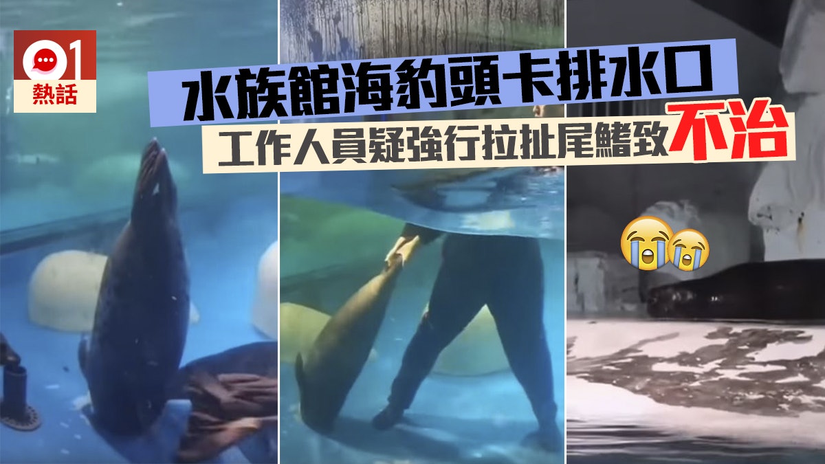 海豹頭部卡排水口水族館人員被轟強行拉扯頭部致死亡 海豹頭部卡排水口水族館人員被轟強行拉扯頭部致死亡