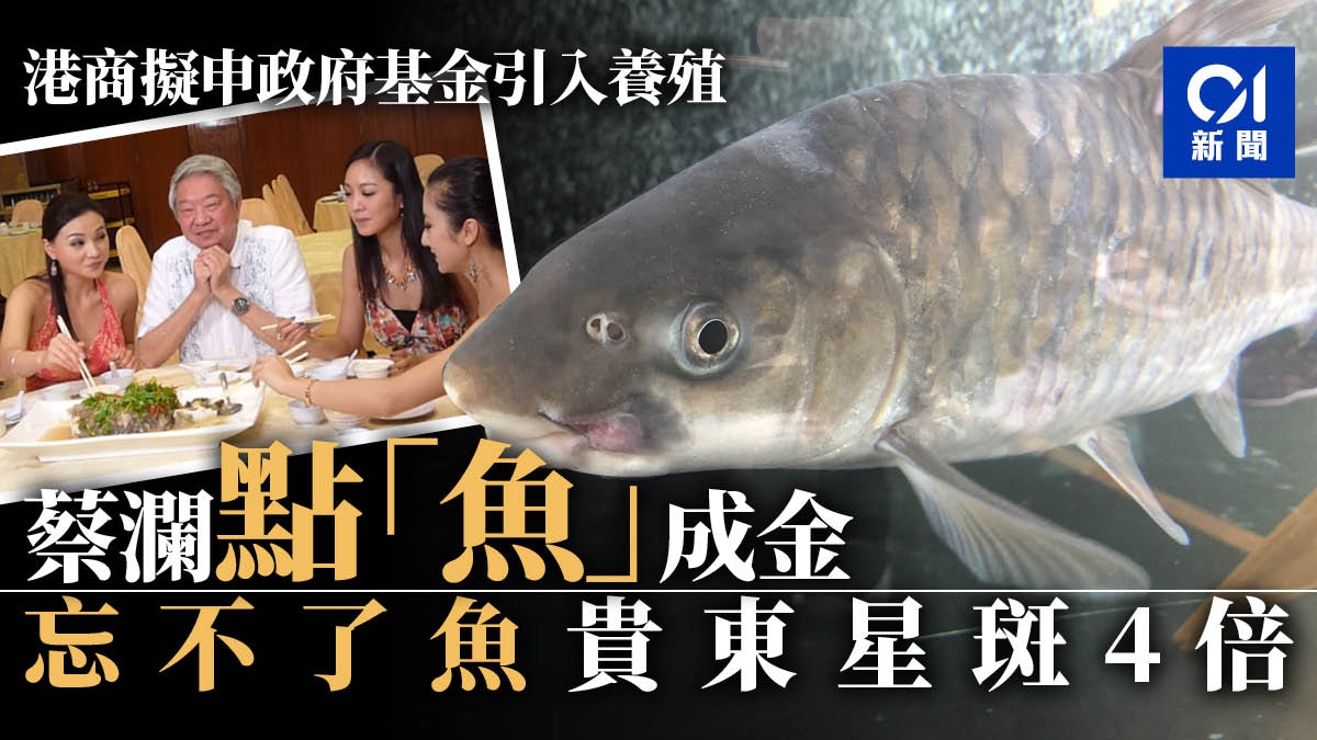 忘不了魚 蔡瀾點魚成金漁農美食展商戶擬申基金引入香港養殖 香港01 社會新聞