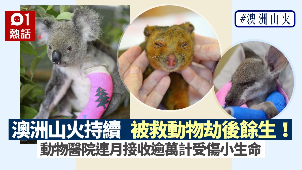 澳洲山火 逾萬隻受傷動物幸運被救小生命劫後餘生超感動 香港01 熱爆話題