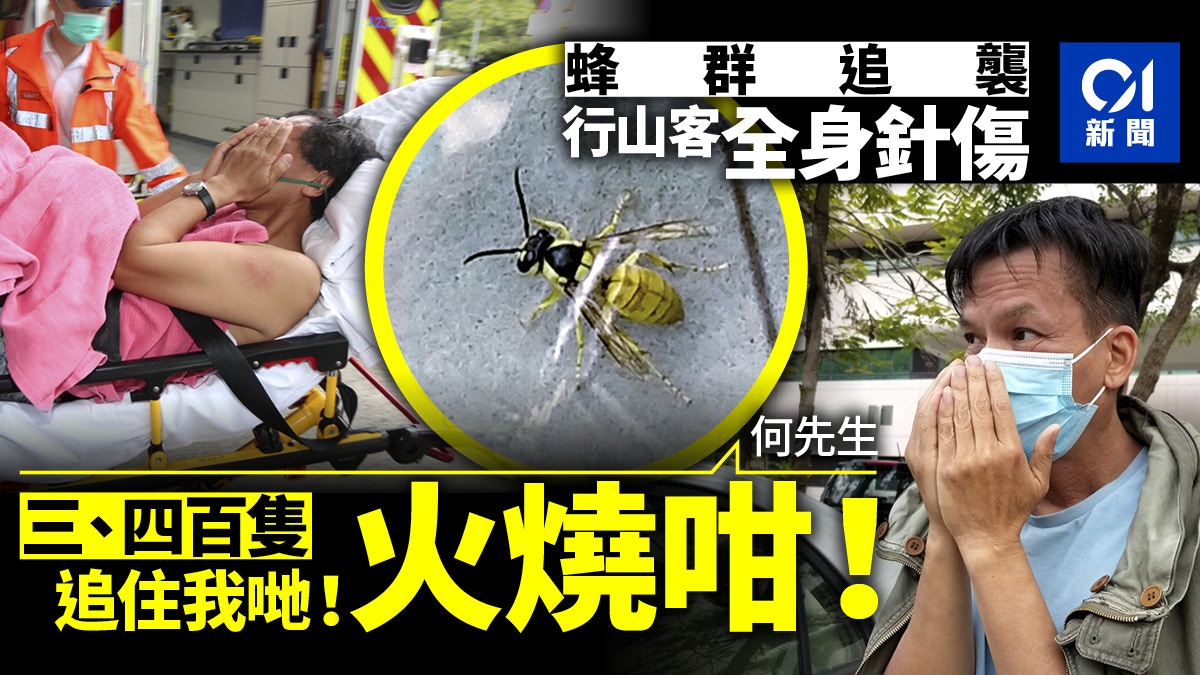 蜂群追襲】八仙嶺10行山客被蜂群螫傷傷者登車逃﹕成百隻追住