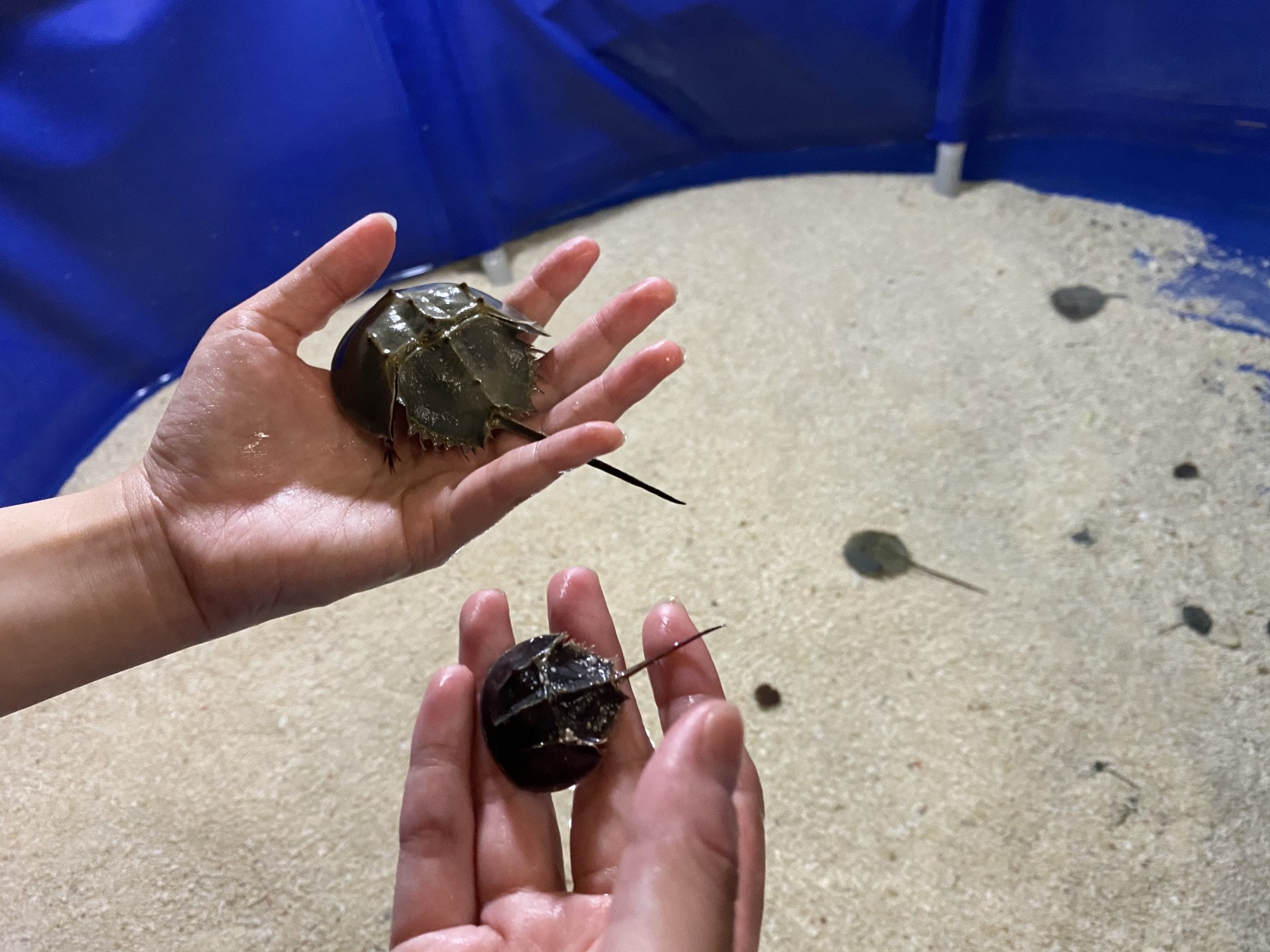 海洋公園基金會今年聚焦馬蹄蟹,並一年兩日,在1月11及12日開放「馬蹄蟹探知館」。(麥凱茵攝) 海洋公園基金會今年聚焦馬蹄蟹,並一年兩日,在1月11及12日開放「馬蹄蟹探知館」。(麥凱茵攝)