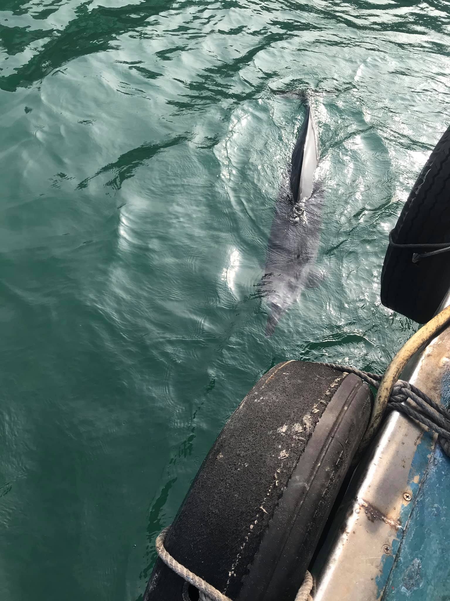有海豚現身香港仔。(林義鏢攝/ FB香港漁民 - 我們都是水上人家圖片) 有海豚現身香港仔。(林義鏢攝/ FB香港漁民 - 我們都是水上人家圖片)