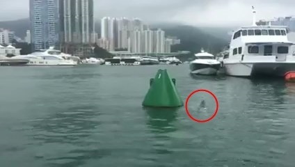 去年5月曾有小海豚現身在香港仔。(網上片段截圖) 去年5月曾有小海豚現身在香港仔。(網上片段截圖)