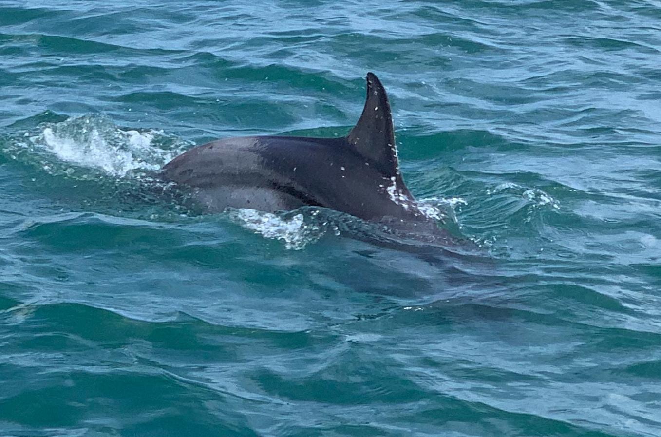 去年5月曾有小海豚現身在香港仔。(香港海洋公園保育基金圖片) 去年5月曾有小海豚現身在香港仔。(香港海洋公園保育基金圖片)