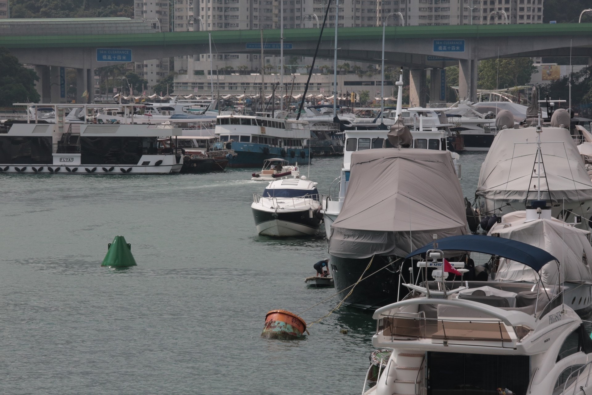 去年5月曾有小海豚現身在香港仔。(網上片段截圖) 去年5月曾有小海豚現身在香港仔。(網上片段截圖)