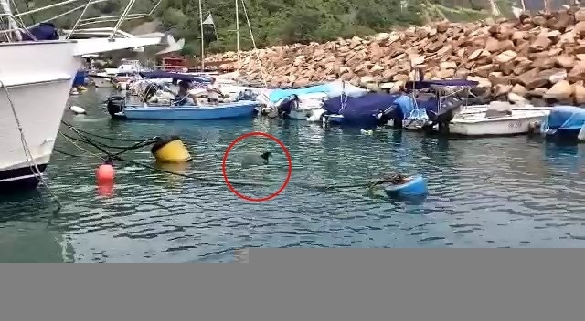 去年5月曾有小海豚現身在香港仔。(網上片段截圖) 去年5月曾有小海豚現身在香港仔。(網上片段截圖)