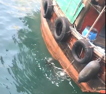 海豚者船邊游動。(林義鏢攝/ FB香港漁民 - 我們都是水上人家圖片) 海豚者船邊游動。(林義鏢攝/ FB香港漁民 - 我們都是水上人家圖片)