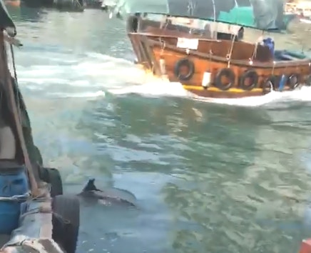 海豚者船邊游動。(林義鏢攝/ FB香港漁民 - 我們都是水上人家圖片) 海豚者船邊游動。(林義鏢攝/ FB香港漁民 - 我們都是水上人家圖片)