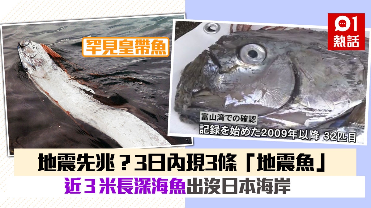 地震先兆 3日內3條 地震魚 出沒日本海岸311大地震前現條 香港01 熱爆話題