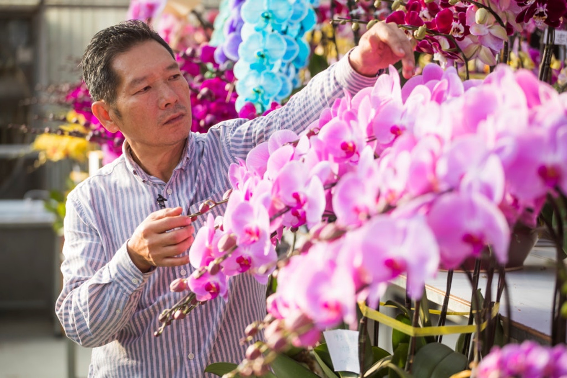 牛年年宵市場或取消檔主擬租吉舖賣年花花農花場開賣 香港01 社會新聞