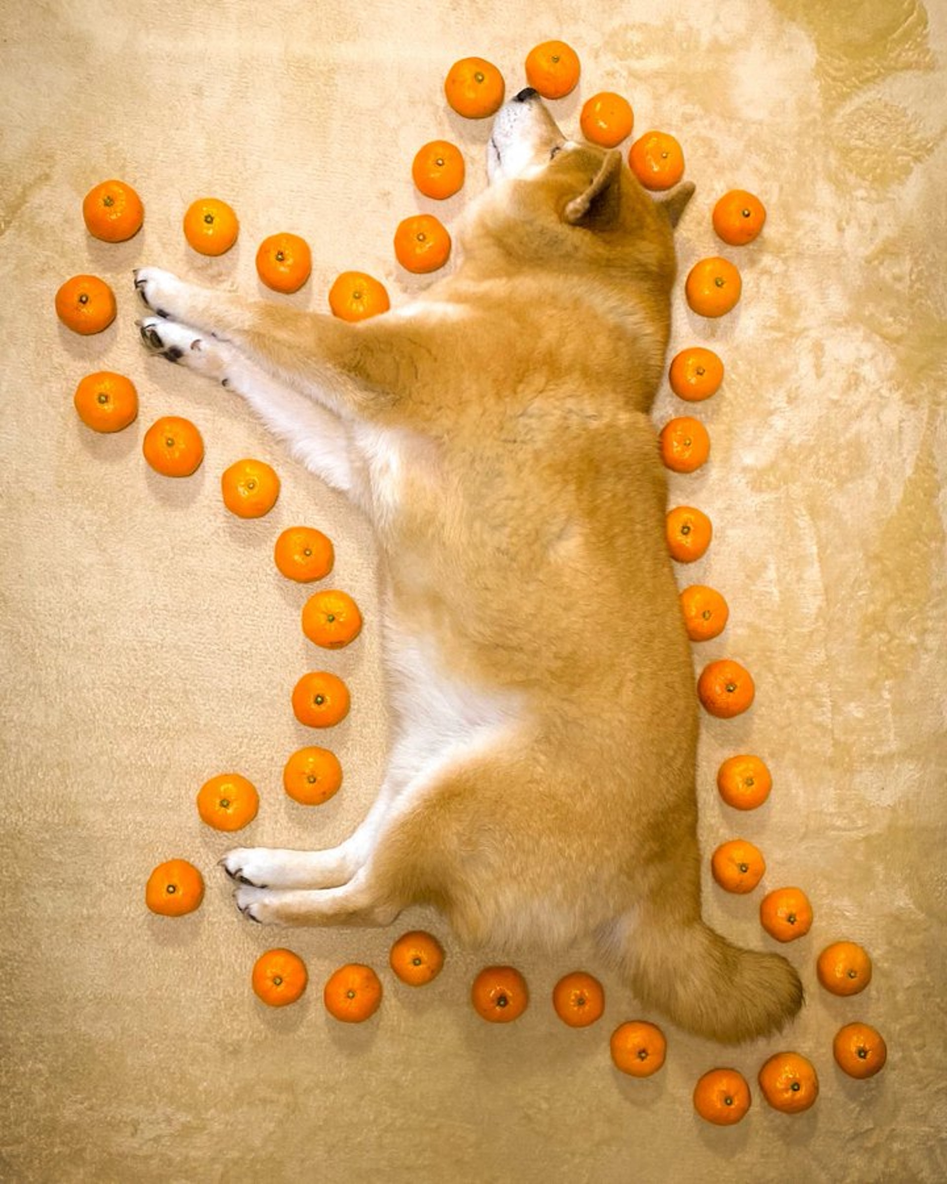 【趣一趣 #柴犬】Maru主人最近分享一個計算身長的爆笑方法,只要用上蜜柑沿着狗狗的身型圍一圈,即可知道牠有多少個蜜柑般長。(marutaro2000@Twitter圖片) 【趣一趣 #柴犬】Maru主人最近分享一個計算身長的爆笑方法,只要用上蜜柑沿着狗狗的身型圍一圈,即可知道牠有多少個蜜柑般長。(marutaro2000@Twitter圖片)