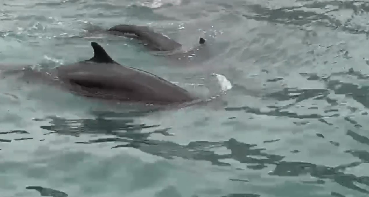 有片段顯示,該批偽虎鯨一度極接近船隻。(香港海豚保育學會Facebook片段截圖) 有片段顯示,該批偽虎鯨一度極接近船隻。(香港海豚保育學會Facebook片段截圖)