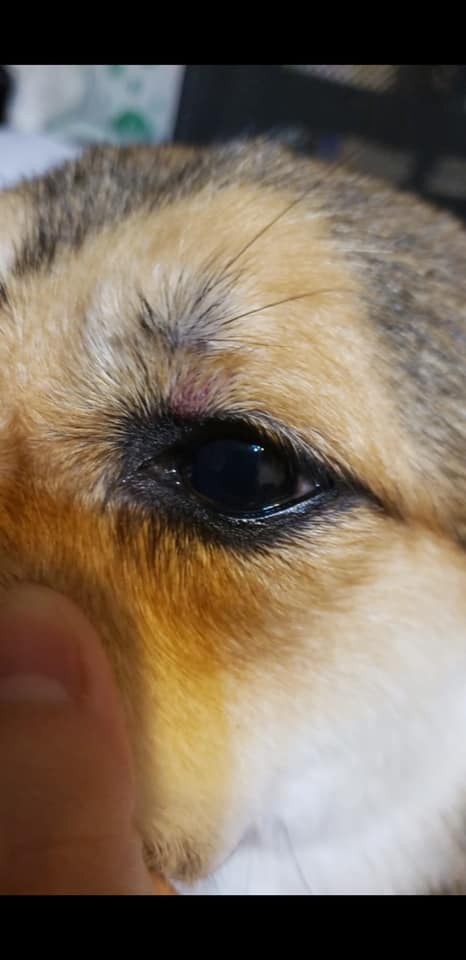 黃兆健引述狗主說法,指光顧涉事寵物店後,愛犬的眼睛、耳朵都出現紅腫。(「黃兆健 Siu-Kin Wong」facebook圖片) 黃兆健引述狗主說法,指光顧涉事寵物店後,愛犬的眼睛、耳朵都出現紅腫。(「黃兆健 Siu-Kin Wong」facebook圖片)