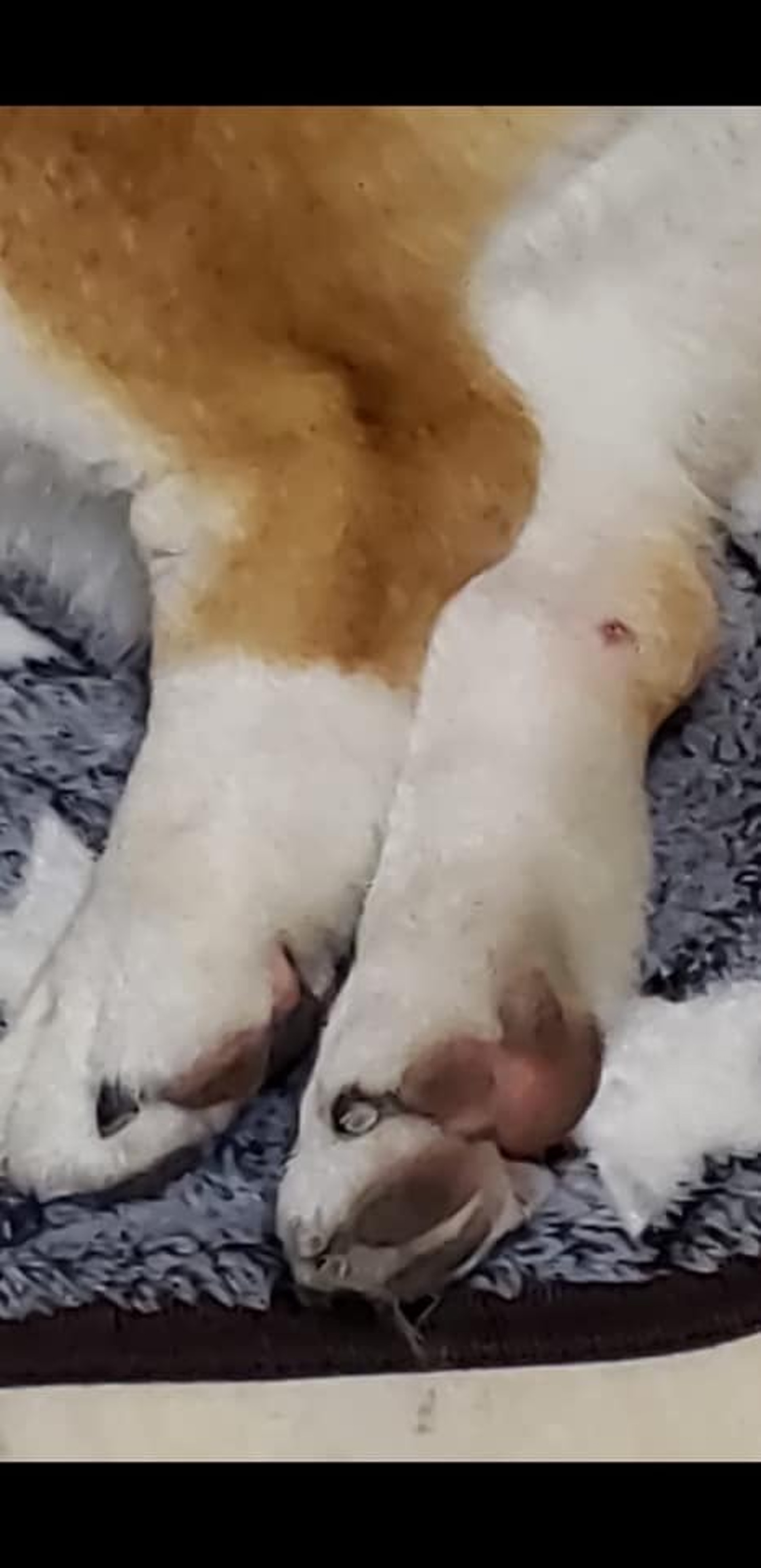 黃兆健引述狗主說法,指光顧涉事寵物店後,愛犬其中一隻後腳疑似受傷。(「黃兆健 Siu-Kin Wong」facebook圖片)(「黃兆健 Siu-Kin Wong」facebook圖片) 黃兆健引述狗主說法,指光顧涉事寵物店後,愛犬其中一隻後腳疑似受傷。(「黃兆健 Siu-Kin Wong」facebook圖片)(「黃兆健 Siu-Kin Wong」facebook圖片)