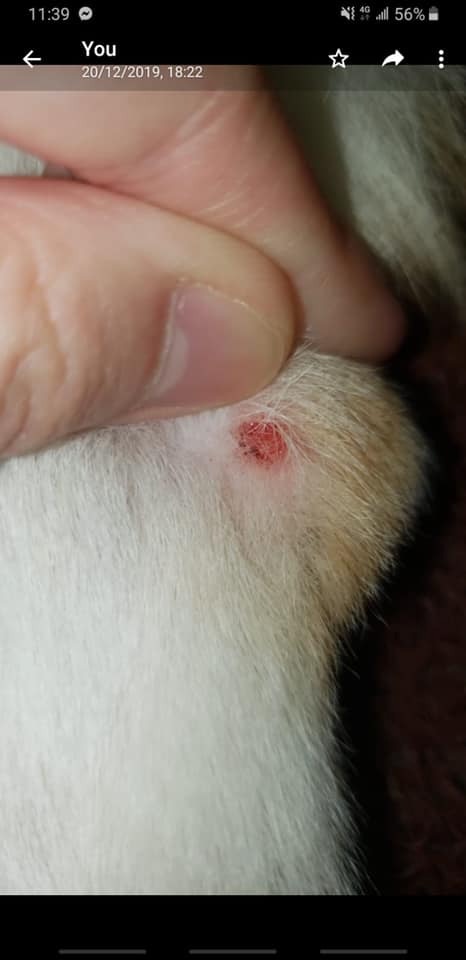 黃兆健引述狗主說法,指光顧涉事寵物店後,愛犬其中一隻後腳疑似受傷。(「黃兆健 Siu-Kin Wong」facebook圖片) 黃兆健引述狗主說法,指光顧涉事寵物店後,愛犬其中一隻後腳疑似受傷。(「黃兆健 Siu-Kin Wong」facebook圖片)