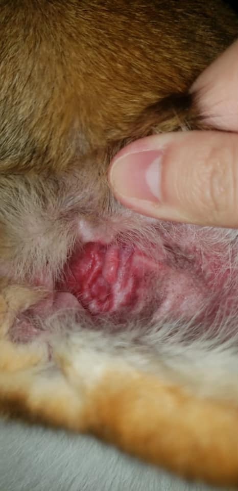 黃兆健引述狗主說法,指光顧涉事寵物店後,愛犬的眼睛、耳朵都出現紅腫。(「黃兆健 Siu-Kin Wong」facebook圖片)(「黃兆健 Siu-Kin Wong」facebook圖片) 黃兆健引述狗主說法,指光顧涉事寵物店後,愛犬的眼睛、耳朵都出現紅腫。(「黃兆健 Siu-Kin Wong」facebook圖片)(「黃兆健 Siu-Kin Wong」facebook圖片)