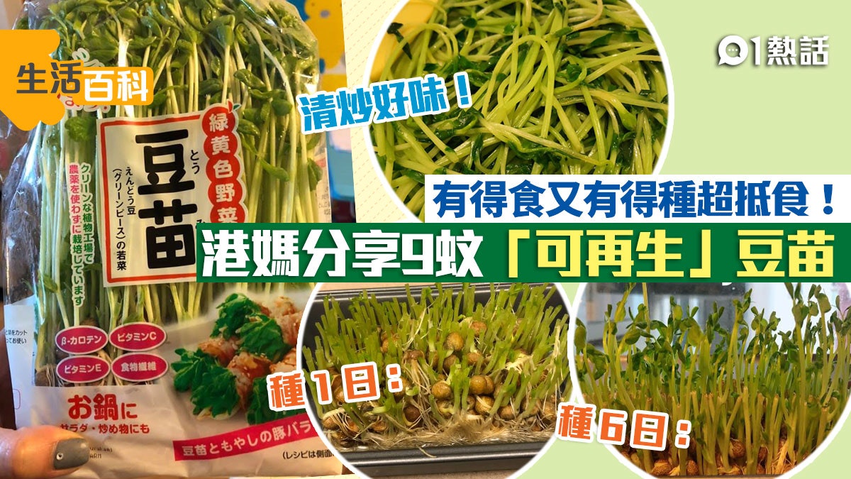 9包日本豆苗可以食幾次港媽讚食完可以再種好抵 剪完佢會再生 9包日本豆苗可以食幾次港媽讚食完可以再種好抵 剪完佢會再生