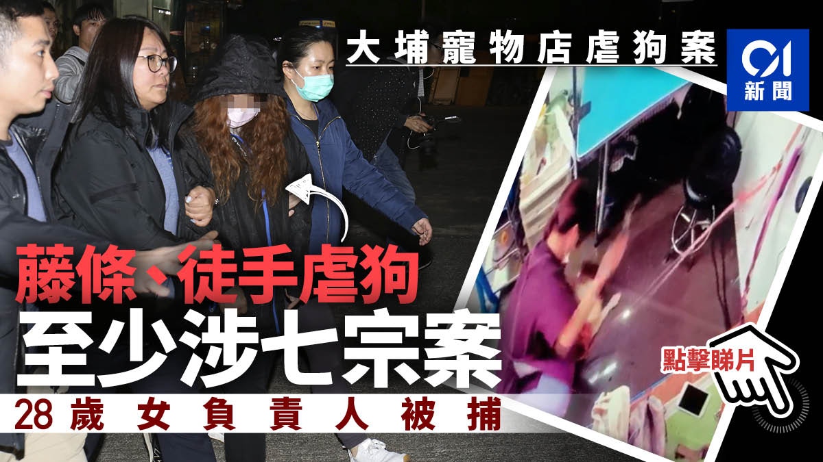 大埔寵物店虐狗 藤條 徒手施虐警拘28歲女負責人料涉七宗案 香港01 突發