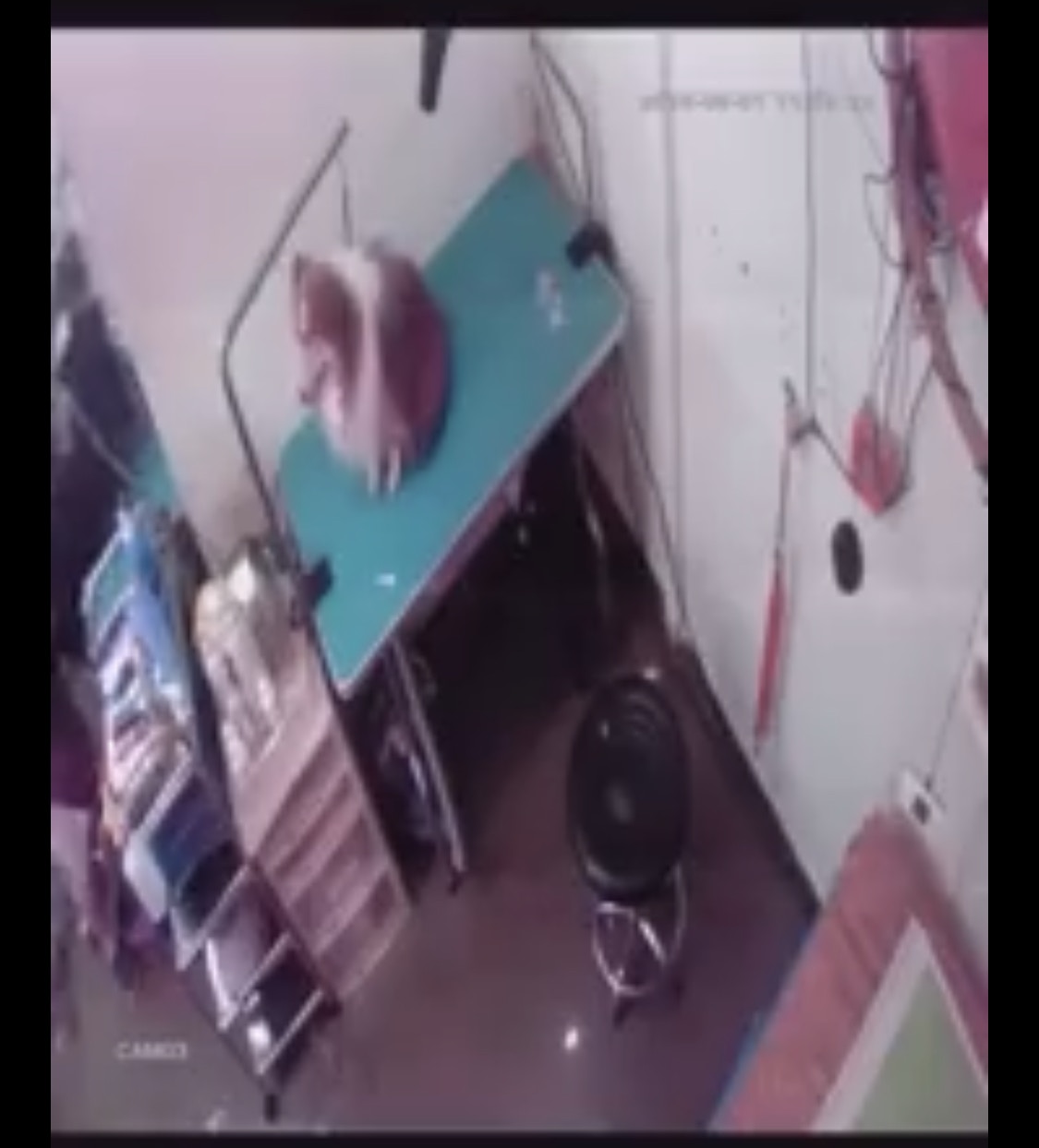 牠被人掌摑後扯落地。(影片截圖) 牠被人掌摑後扯落地。(影片截圖)