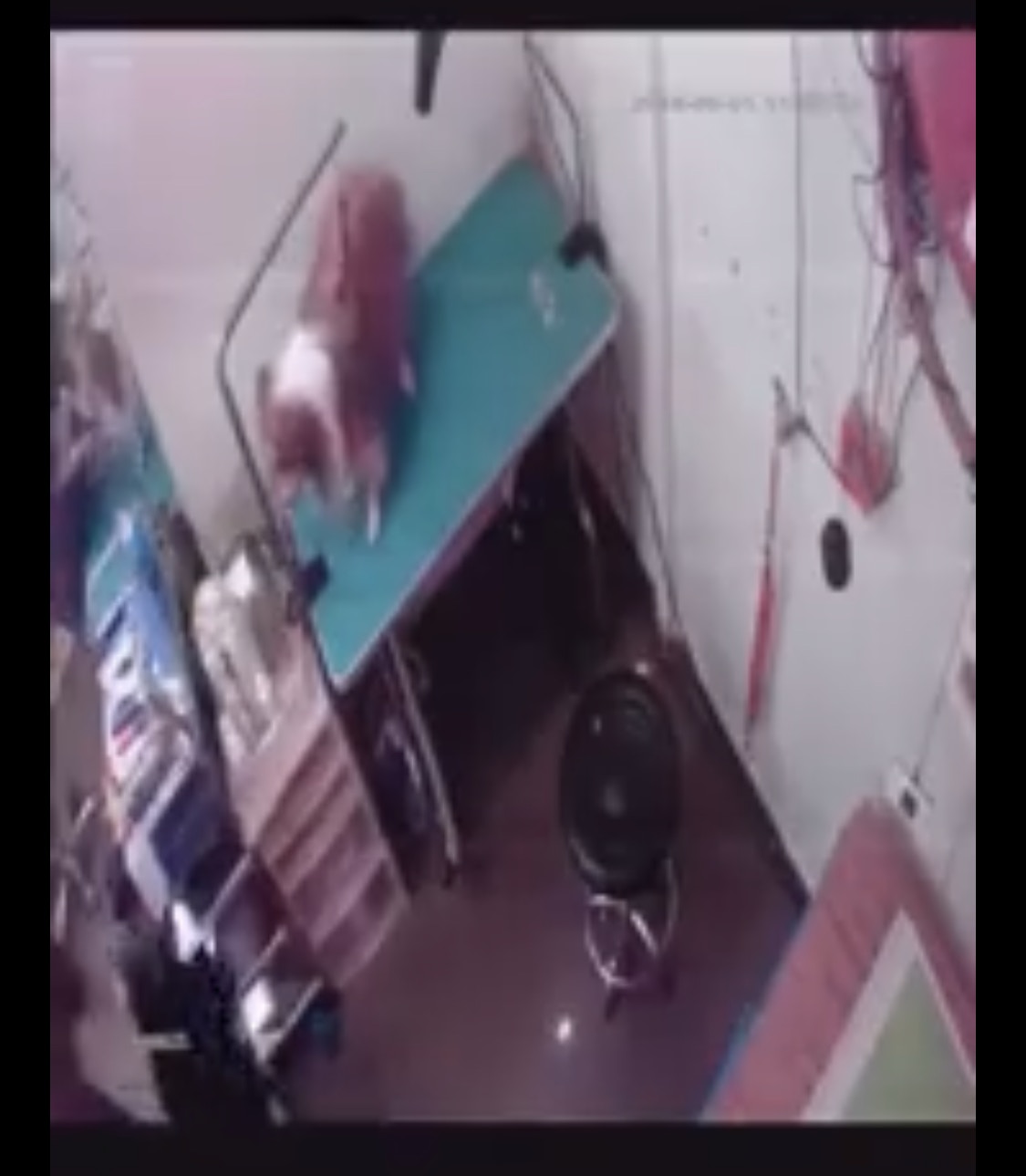 牠被撞向工具架。(影片截圖) 牠被撞向工具架。(影片截圖)