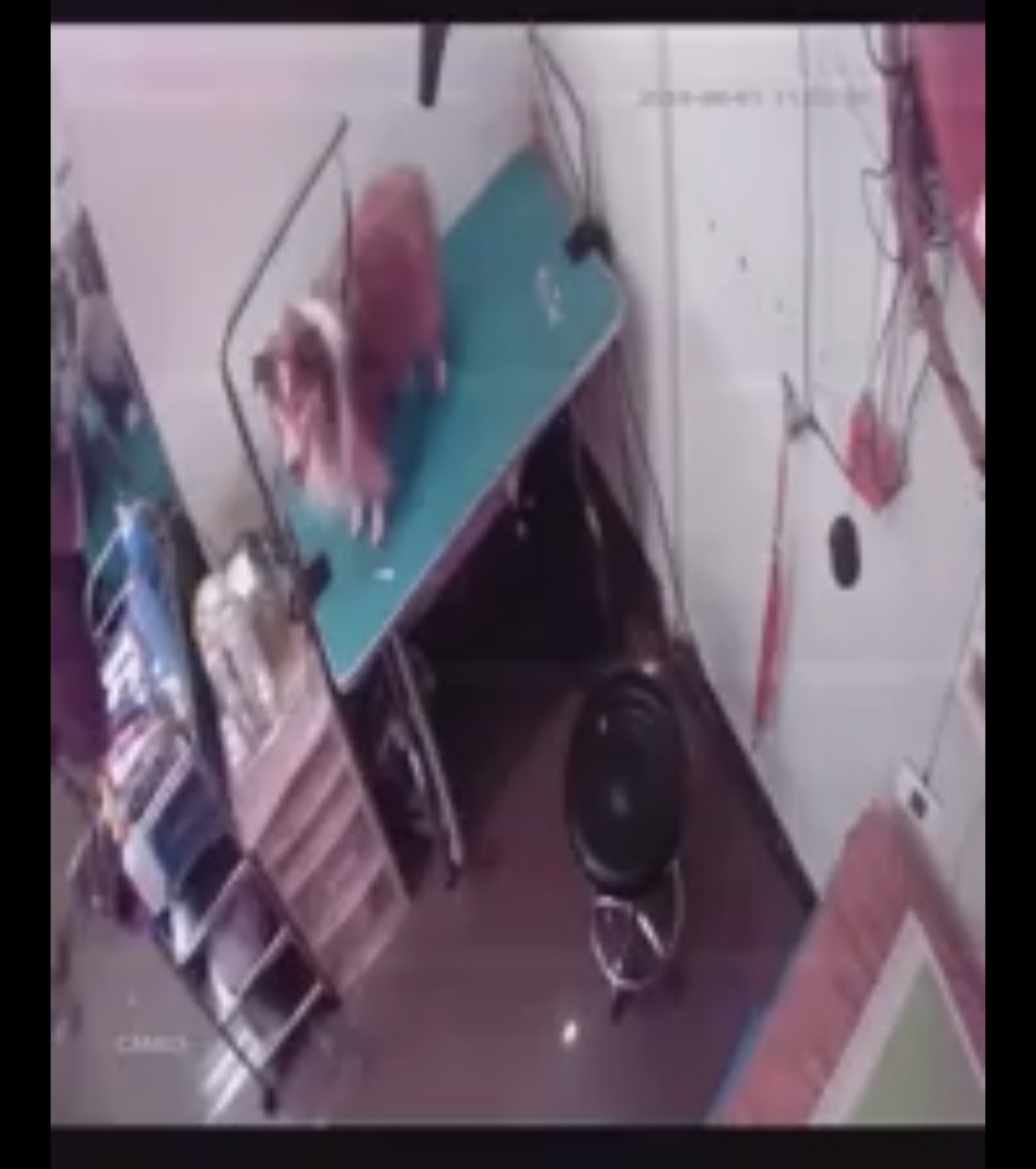 被虐的黑白色牧羊犬在影片左側的桌上。(影片截圖) 被虐的黑白色牧羊犬在影片左側的桌上。(影片截圖)