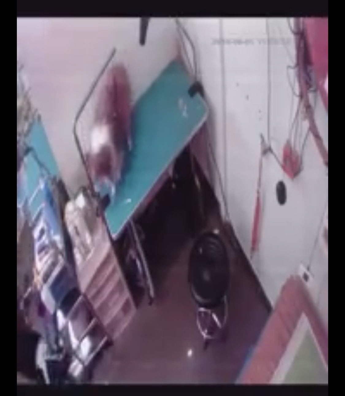 牧羊犬跌在地上。(影片截圖) 牧羊犬跌在地上。(影片截圖)