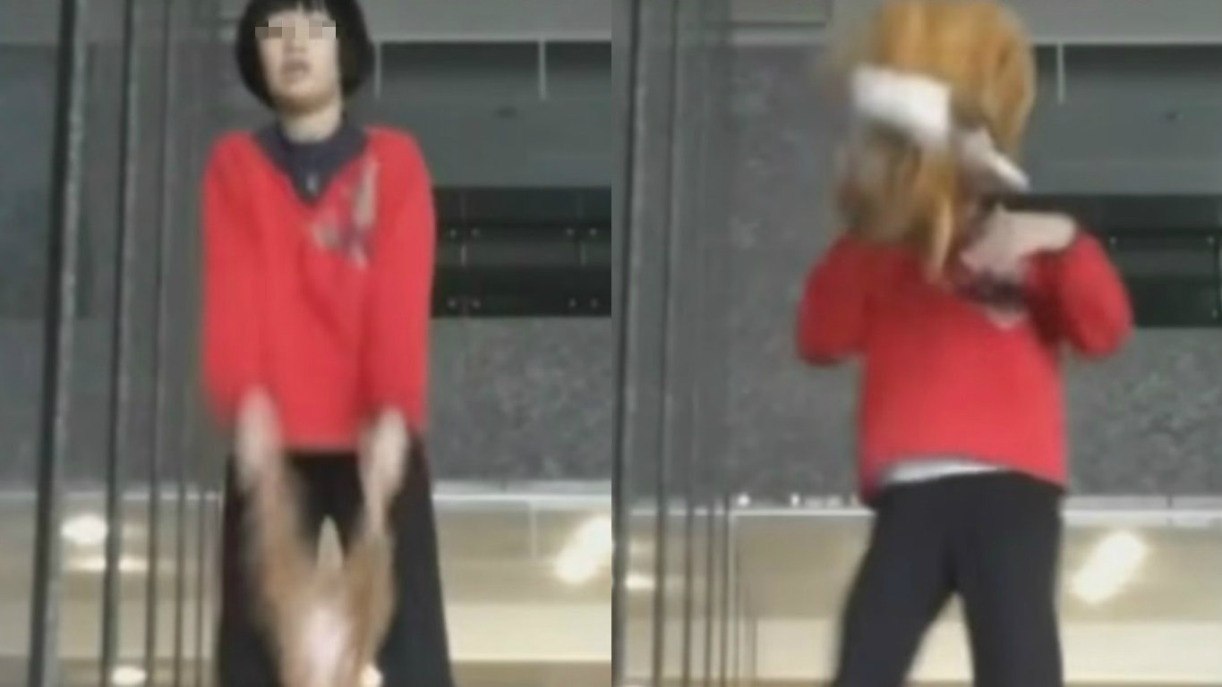 【生命何價?】又拋又擲當玩具 台女孩玩殘貴婦狗 【生命何價?】又拋又擲當玩具 台女孩玩殘貴婦狗