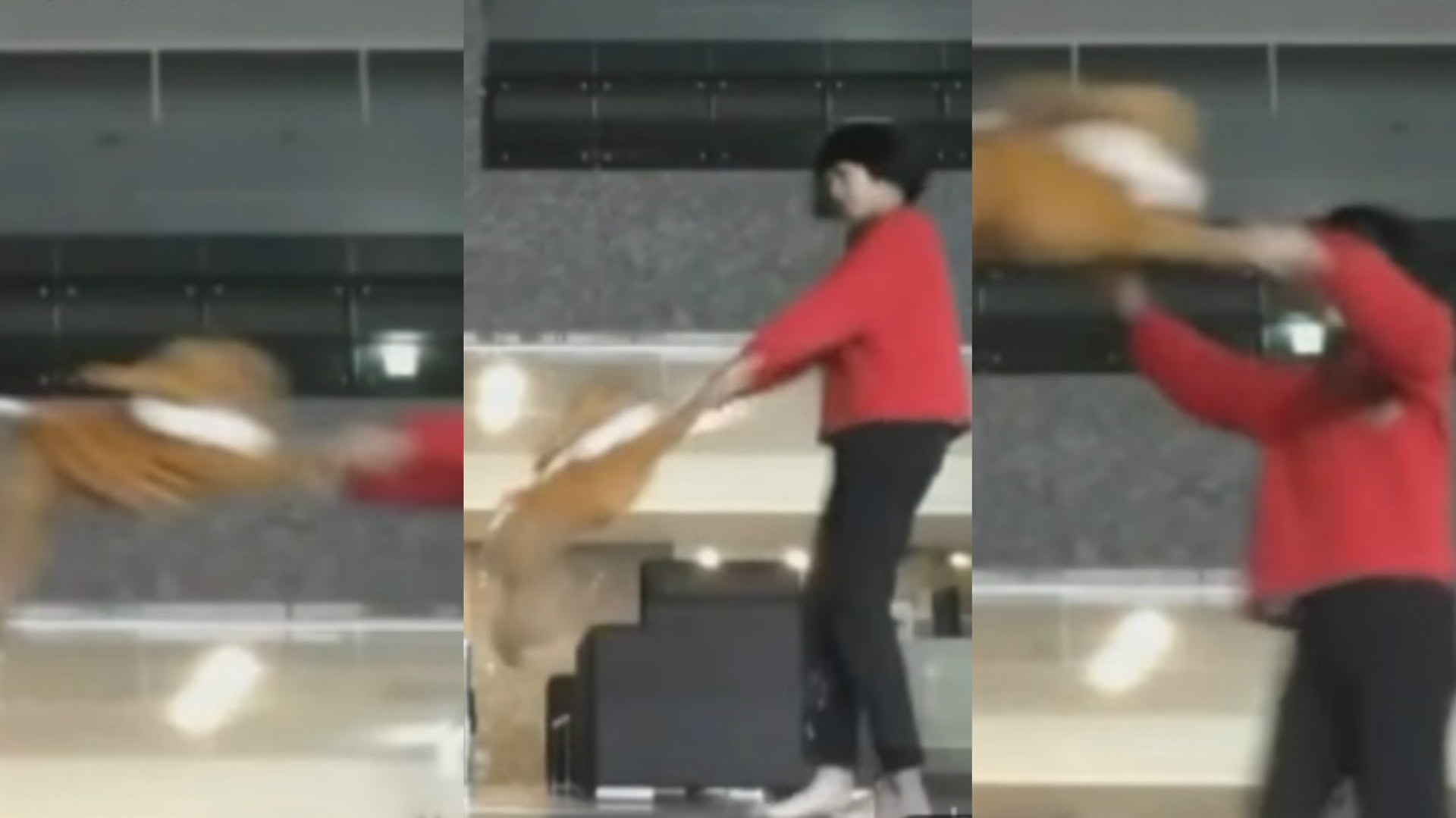 女孩捉住貴婦狗的前肢,氹氹轉把牠揈至凌空飛起。(Youtube截圖) 女孩捉住貴婦狗的前肢,氹氹轉把牠揈至凌空飛起。(Youtube截圖)