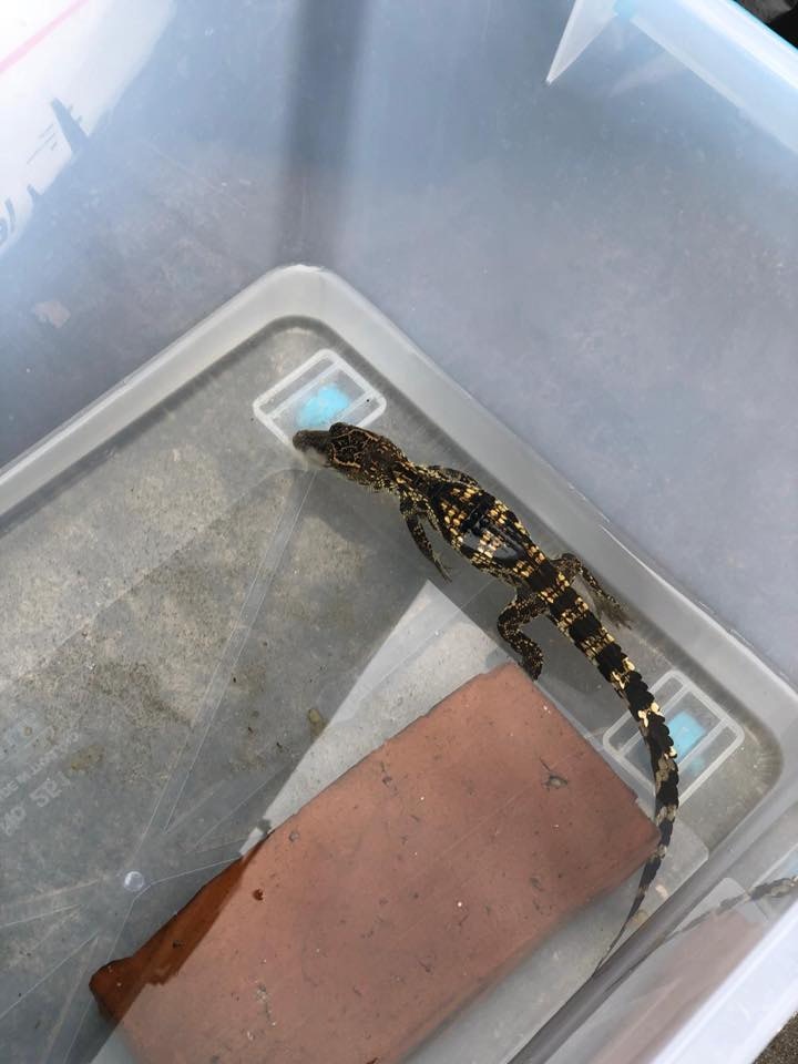 今早有市民指,一條小鱷魚連同膠箱懷疑被人棄置在元朗垃圾站外。(FB「浪浪及失狗專屬平台(香港)圖片) 今早有市民指,一條小鱷魚連同膠箱懷疑被人棄置在元朗垃圾站外。(FB「浪浪及失狗專屬平台(香港)圖片)