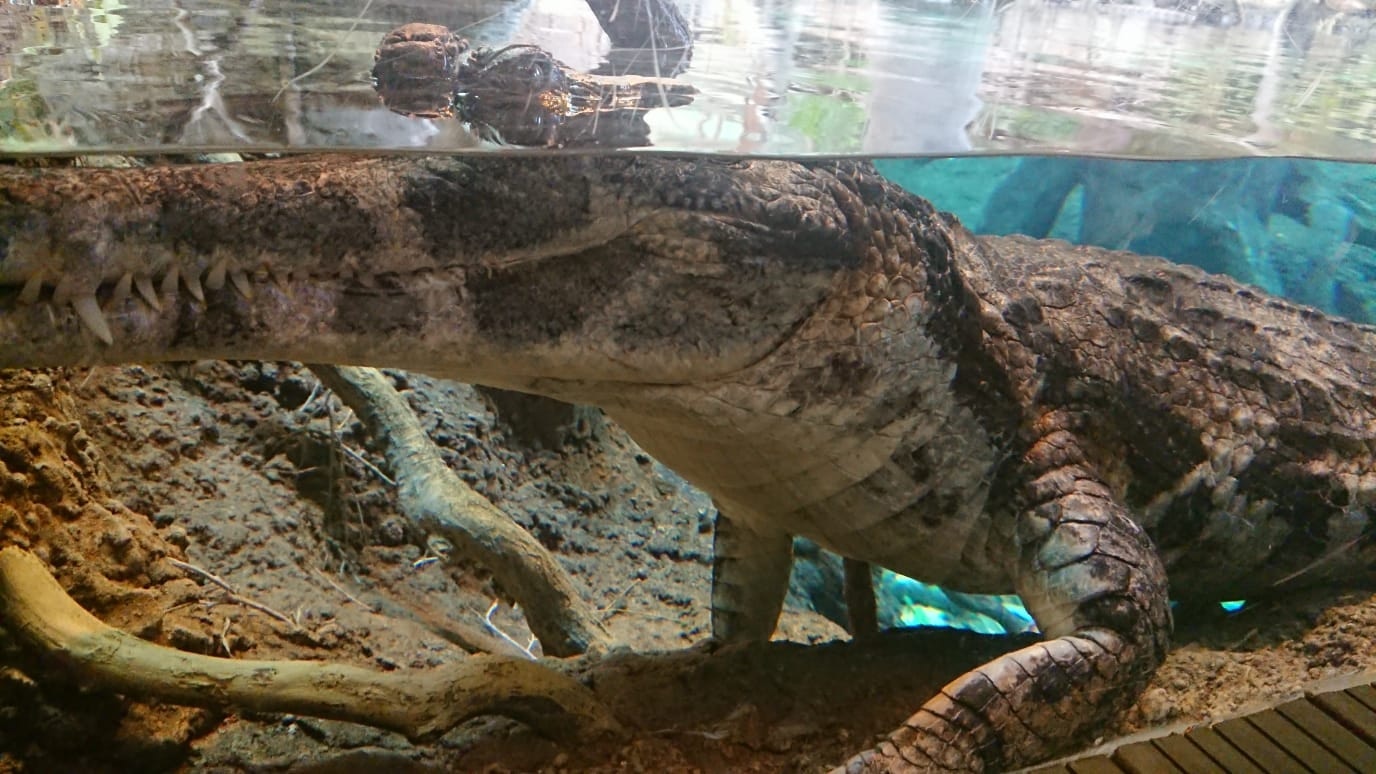 貝貝現時在天水圍濕地公園內棲息。(資料圖片) 貝貝現時在天水圍濕地公園內棲息。(資料圖片)