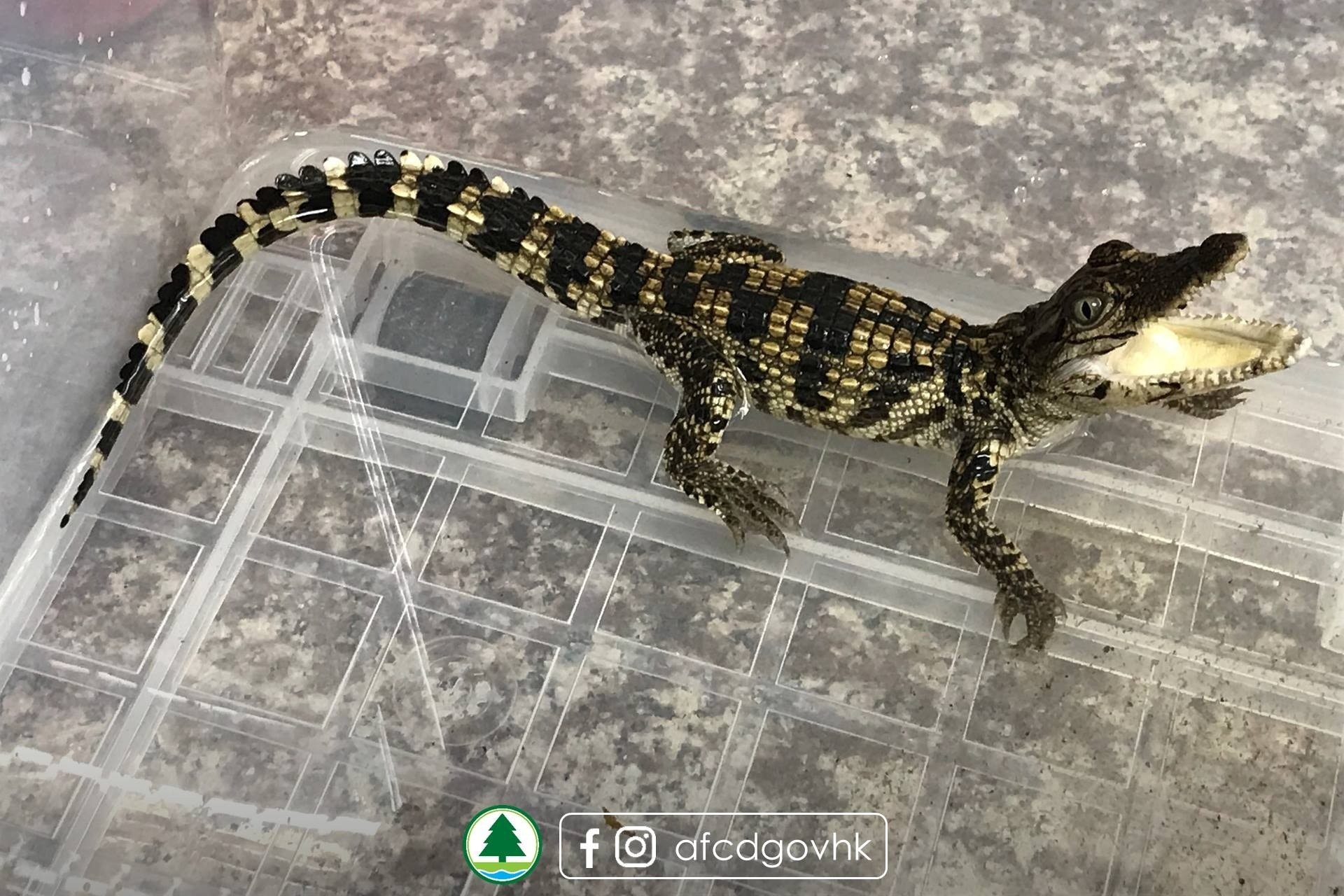 過往香港亦曾多次出現鱷魚。(漁護署圖片) 過往香港亦曾多次出現鱷魚。(漁護署圖片)