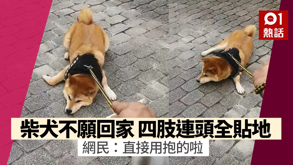 趣一趣 柴犬不願回家 四輪鎖死 趴地網民 像拖着隻大海龜