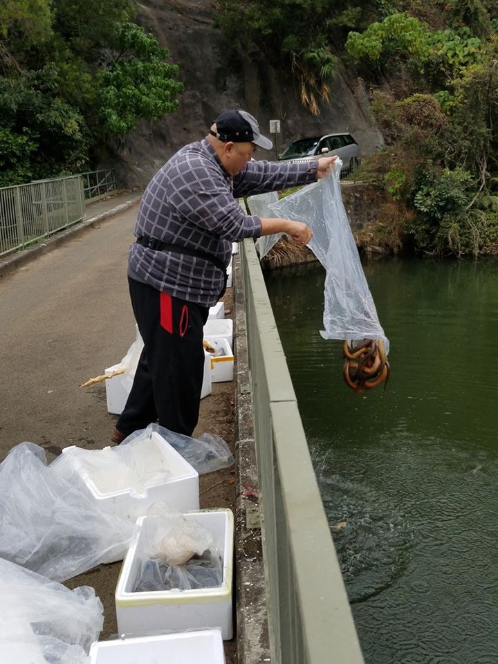 網民Sam直擊河背水塘放生事件,指一名男子將袋內的生物倒入水塘中。 (網民Sam Ho提供圖片) 網民Sam直擊河背水塘放生事件,指一名男子將袋內的生物倒入水塘中。 (網民Sam Ho提供圖片)