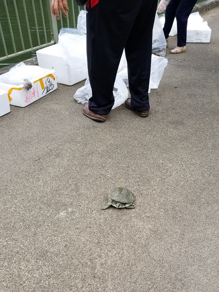 涉事男女在放生期間,一隻龜出現在發泡膠箱旁。 (網民Sam Ho提供圖片) 涉事男女在放生期間,一隻龜出現在發泡膠箱旁。 (網民Sam Ho提供圖片)