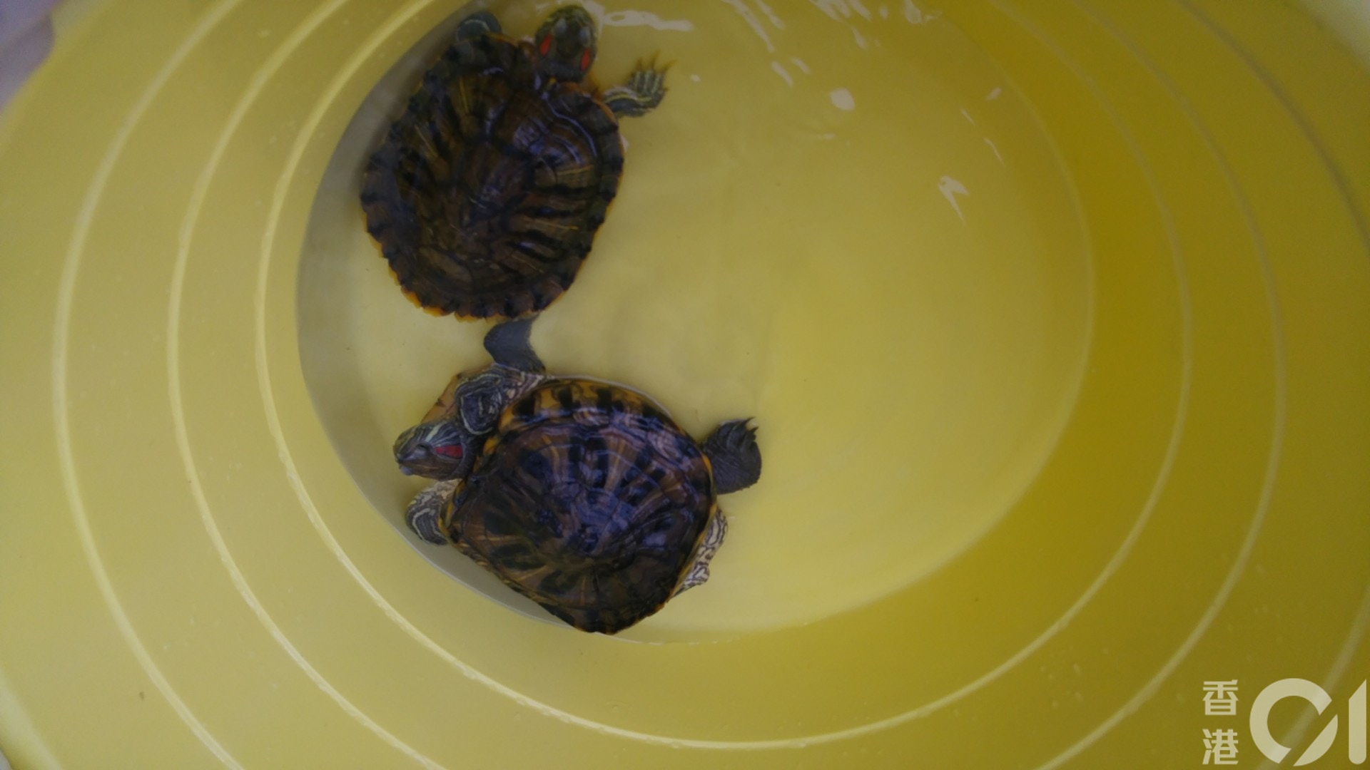 【長康邨康美樓】漁護署人員今日到康美樓帶走兩隻巴西龜。(林振華攝) 【長康邨康美樓】漁護署人員今日到康美樓帶走兩隻巴西龜。(林振華攝)