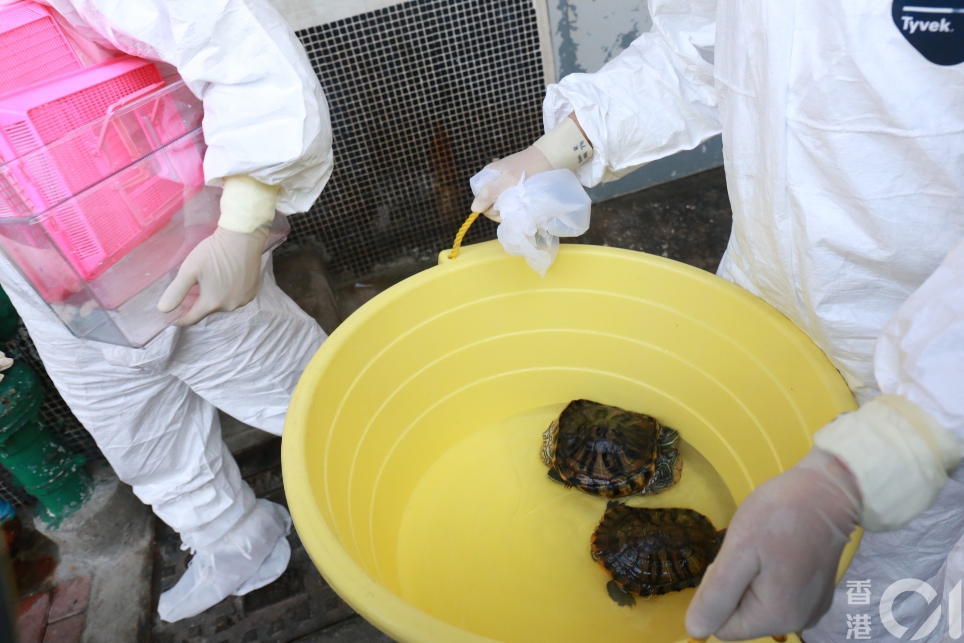【長康邨康美樓】巴西龜會由漁護署暫為照顧。(林振華攝) 【長康邨康美樓】巴西龜會由漁護署暫為照顧。(林振華攝)