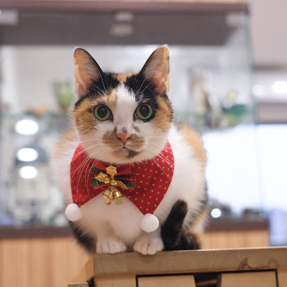 漁護署指,如市民須到隔離營,會暫時接管其寵物;圖非個案小貓。(互聯網) 漁護署指,如市民須到隔離營,會暫時接管其寵物;圖非個案小貓。(互聯網)