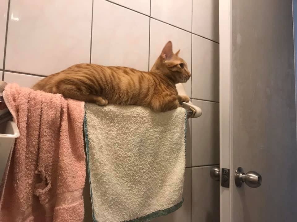 如果主人在14日隔離後沒確診,漁護署便會交還寵物;圖非個案小貓。(互聯網) 如果主人在14日隔離後沒確診,漁護署便會交還寵物;圖非個案小貓。(互聯網)