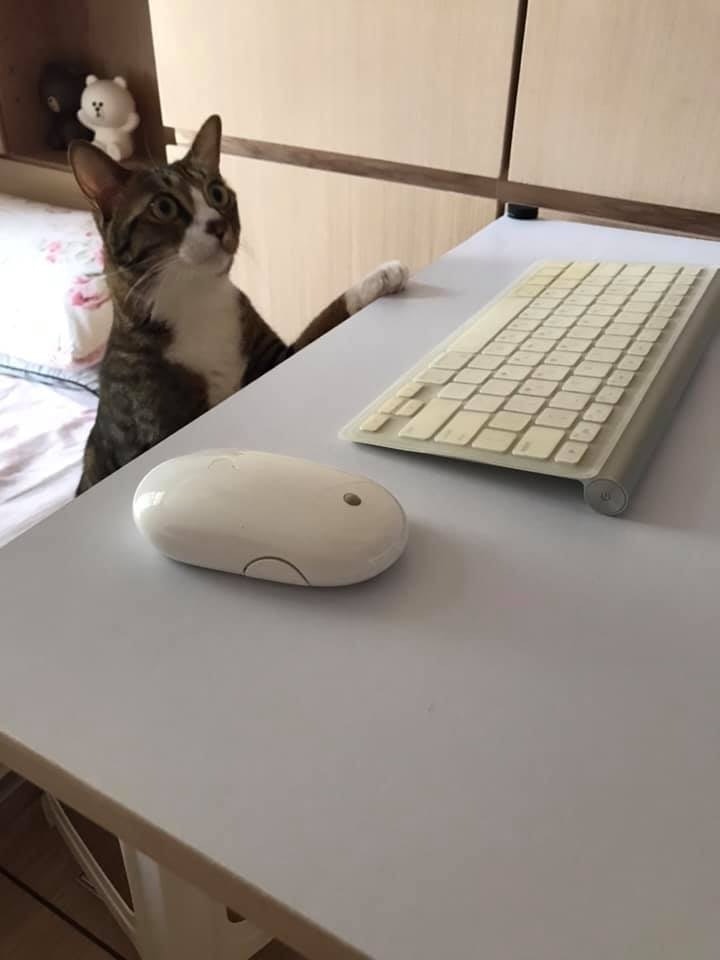 漁護署指如主人只需在家隔離,則可繼續與寵物同住;圖非個案小貓。(互聯網) 漁護署指如主人只需在家隔離,則可繼續與寵物同住;圖非個案小貓。(互聯網)