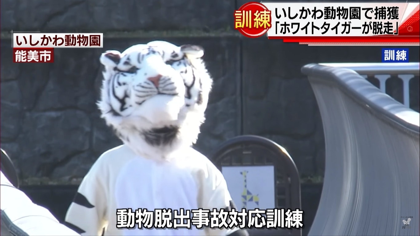 獸頭救兵 日本動物園職員扮獅子唔係搞笑背後涉重大危機處理