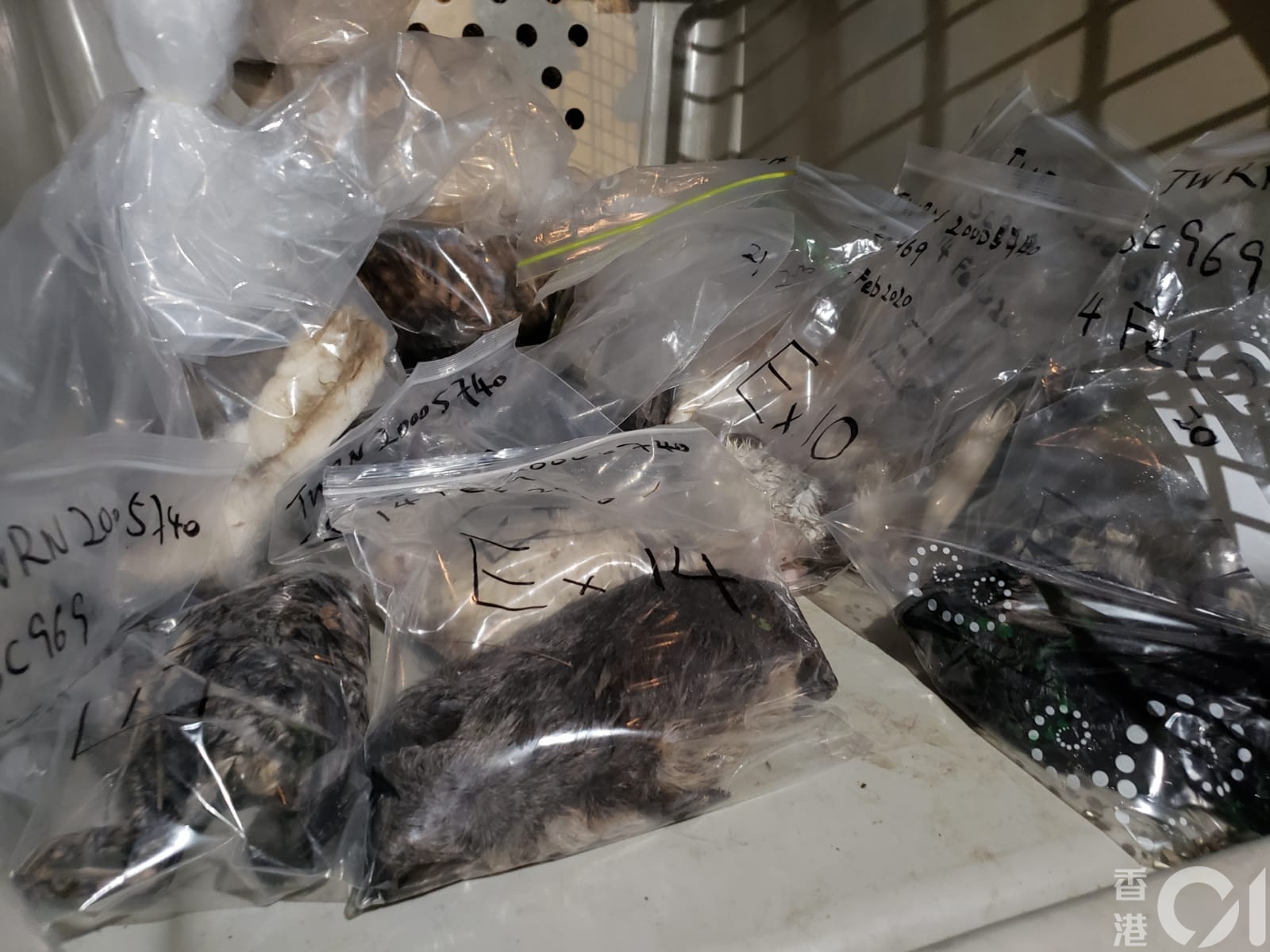 【豪景花園虐畜】愛協人員帶走動物屍體作進一步調查。 【豪景花園虐畜】愛協人員帶走動物屍體作進一步調查。