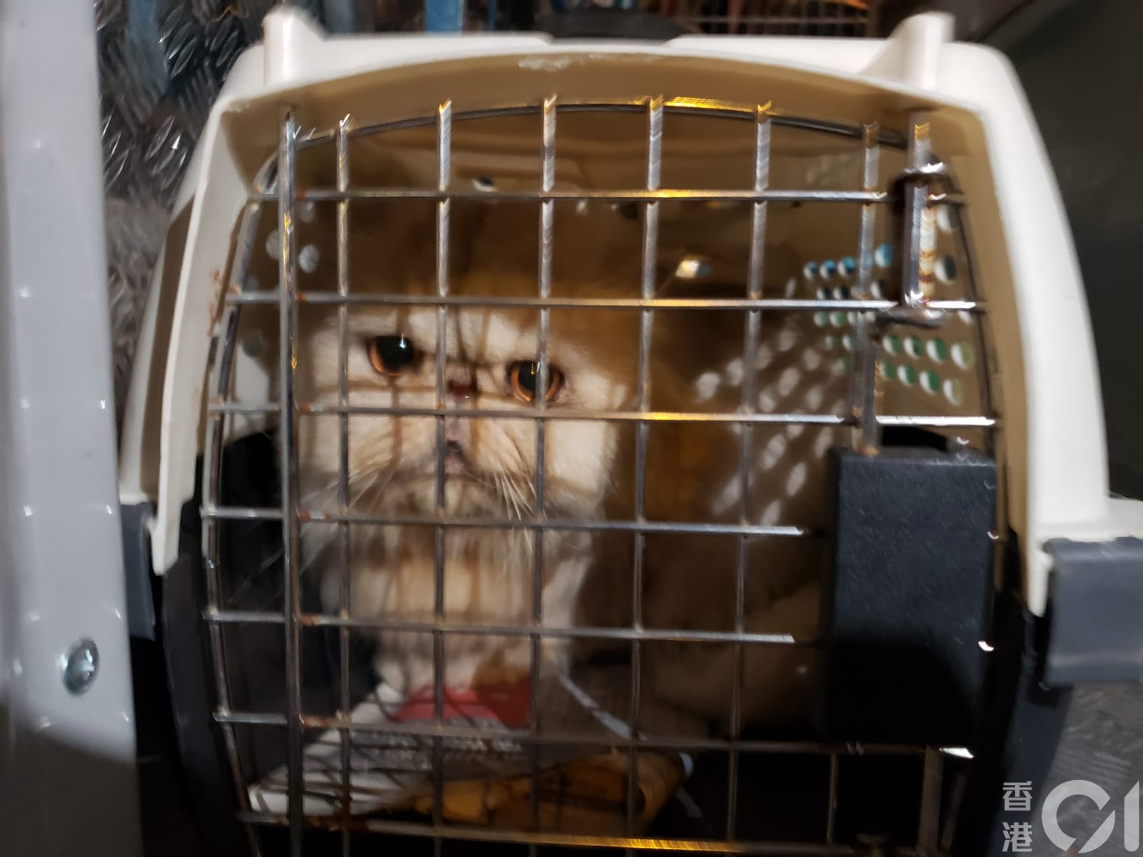 【豪景花園虐畜案】愛協人員當時帶走受傷貓貓接受治理。 【豪景花園虐畜案】愛協人員當時帶走受傷貓貓接受治理。