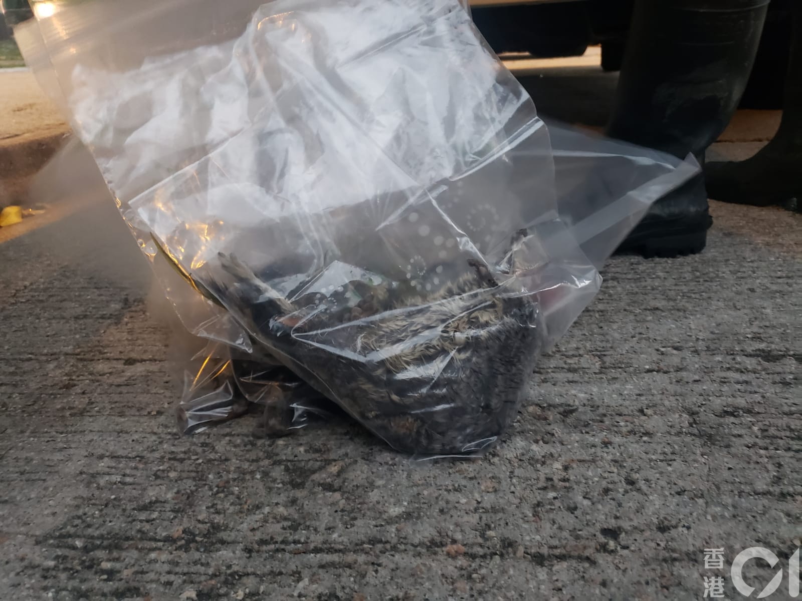 【豪景花園虐畜案】愛協人員帶走動物屍體作進一步調查。 【豪景花園虐畜案】愛協人員帶走動物屍體作進一步調查。