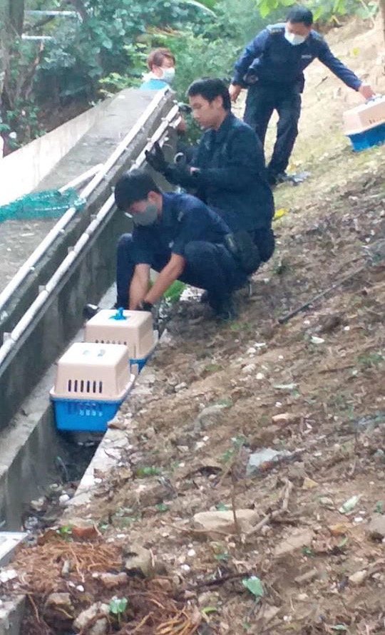 【豪景花園虐畜案】愛協人員撿走動物屍體。(網上圖片) 【豪景花園虐畜案】愛協人員撿走動物屍體。(網上圖片)