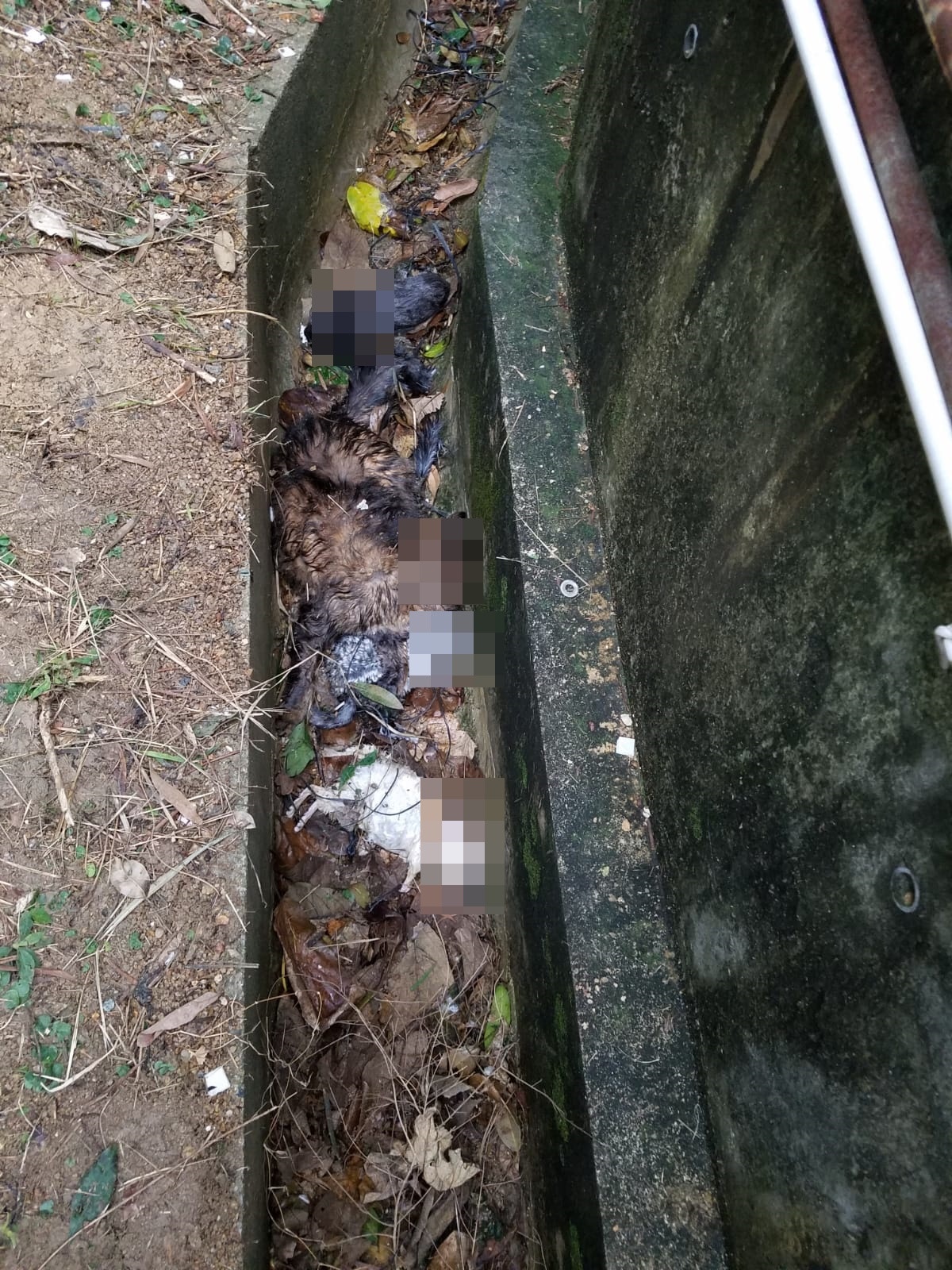 【豪景花園虐畜案】動物相信是被人從高處擲下。(讀者提供相片) 【豪景花園虐畜案】動物相信是被人從高處擲下。(讀者提供相片)