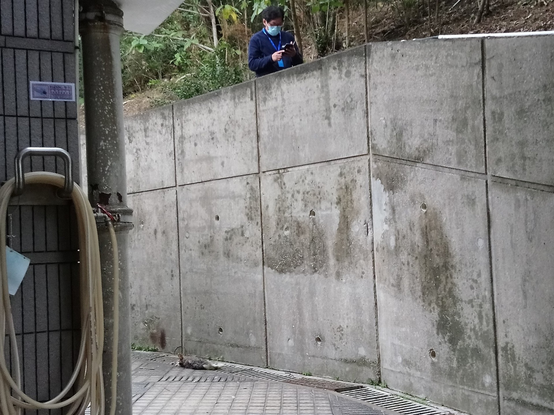 深井豪景花園大量寵物被掟落街。(區議員伍顯龍提供圖片) 深井豪景花園大量寵物被掟落街。(區議員伍顯龍提供圖片)