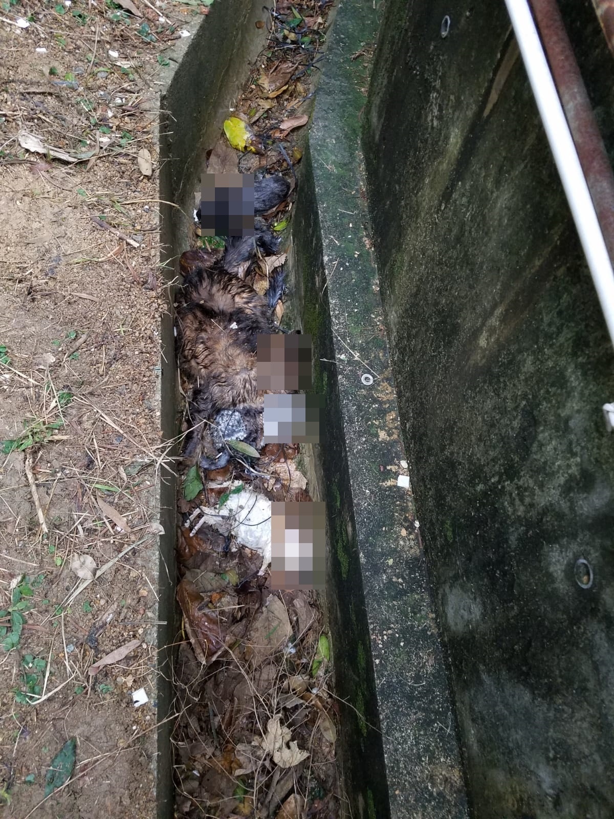 【豪景花園虐畜】愛協相信該批動物是被人從高處擲下。(讀者提供相片) 【豪景花園虐畜】愛協相信該批動物是被人從高處擲下。(讀者提供相片)