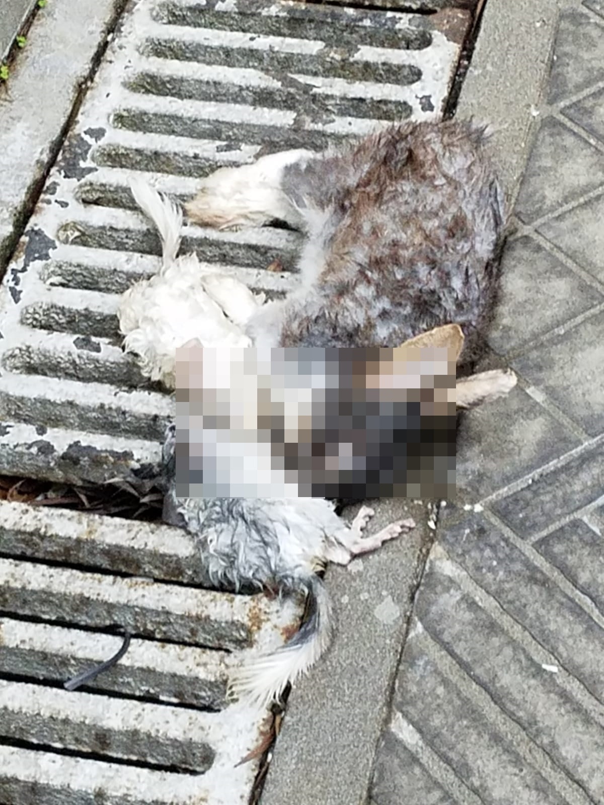 【豪景花園虐畜】昨 (14日)深井豪景花園屋苑內,有保安斜坡附近發現大量動物屍體及受傷動物。(讀者提供相片) 【豪景花園虐畜】昨 (14日)深井豪景花園屋苑內,有保安斜坡附近發現大量動物屍體及受傷動物。(讀者提供相片)