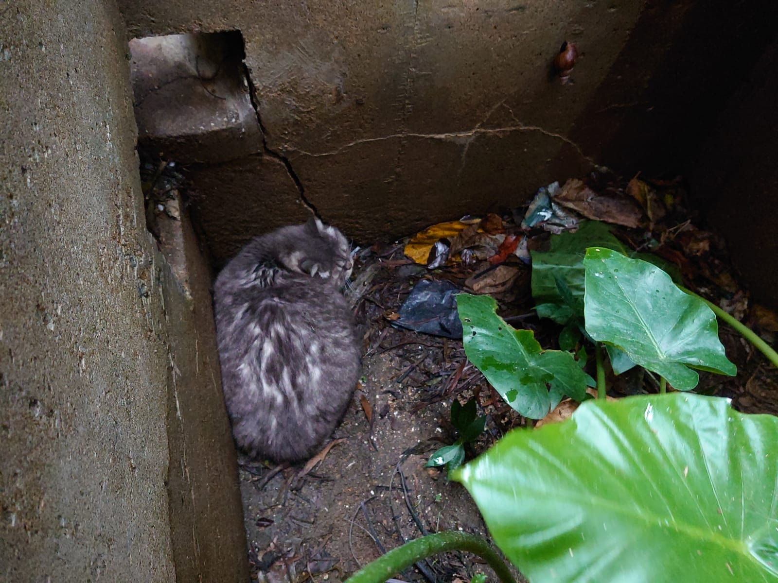 【豪景花園虐畜案】揭發虐畜案翌日,保安員在豪景花園的沙井及水渠發現3隻受傷貓貓。(讀者提供圖片) 【豪景花園虐畜案】揭發虐畜案翌日,保安員在豪景花園的沙井及水渠發現3隻受傷貓貓。(讀者提供圖片)