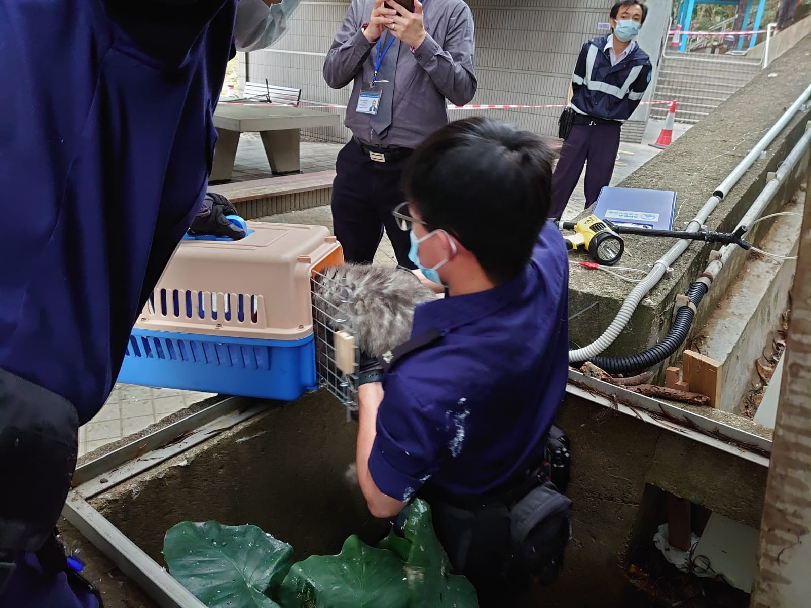 【豪景花園虐畜案】揭發虐畜案翌日,保安員在豪景花園的沙井及水渠發現3隻受傷貓貓,愛協其後派員把貓貓救走。(讀者提供圖片) 【豪景花園虐畜案】揭發虐畜案翌日,保安員在豪景花園的沙井及水渠發現3隻受傷貓貓,愛協其後派員把貓貓救走。(讀者提供圖片)